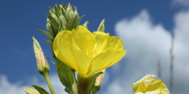 evening-primrose