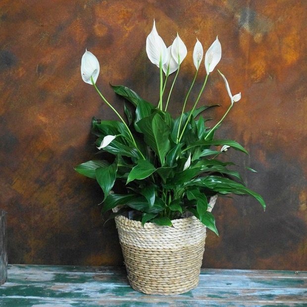 peace_lily