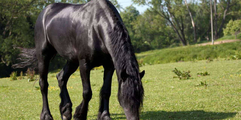 friesian-grazing-in-pasture