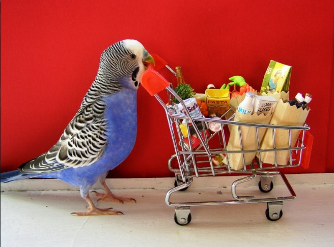 bird-supplies