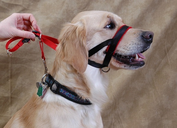 different dog collars