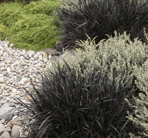 black mondo grass plants for sale