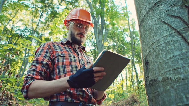 man doing  arborist tree report