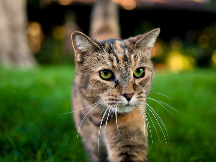 cat walking