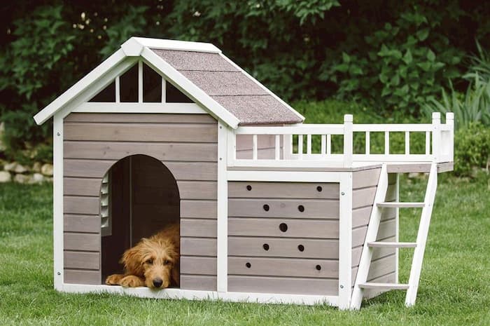 dog laying inside his house