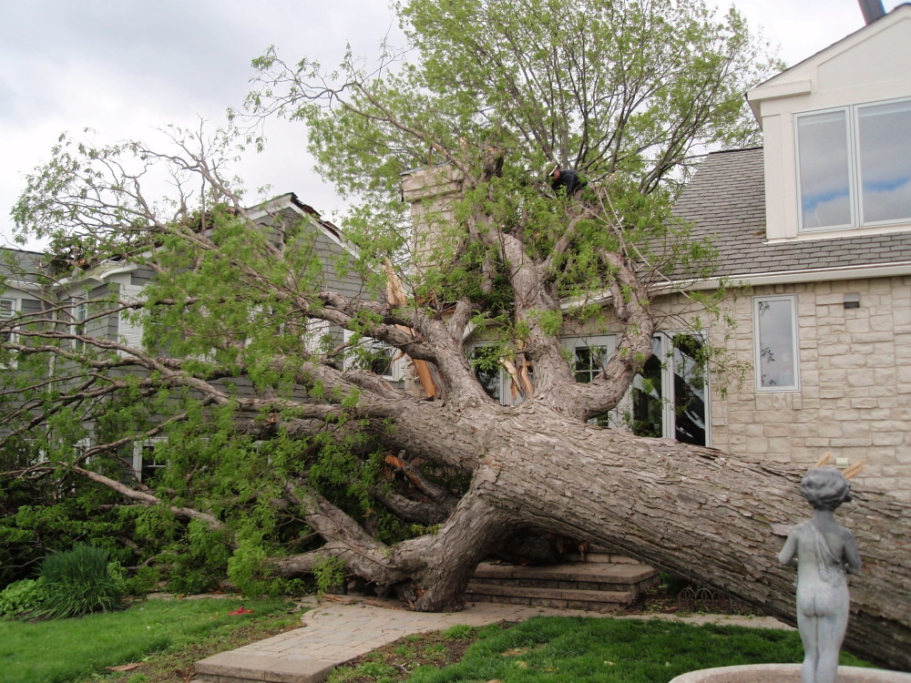 damage tree fallen down from a storm 