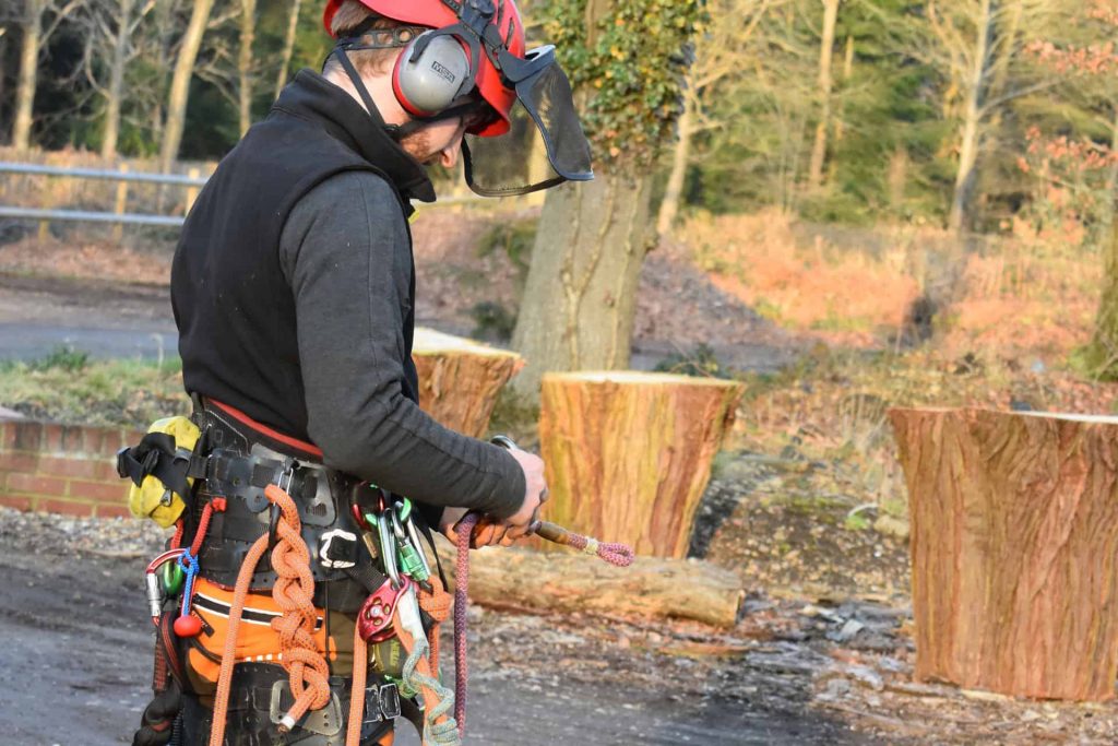 tree arborist assessing trees