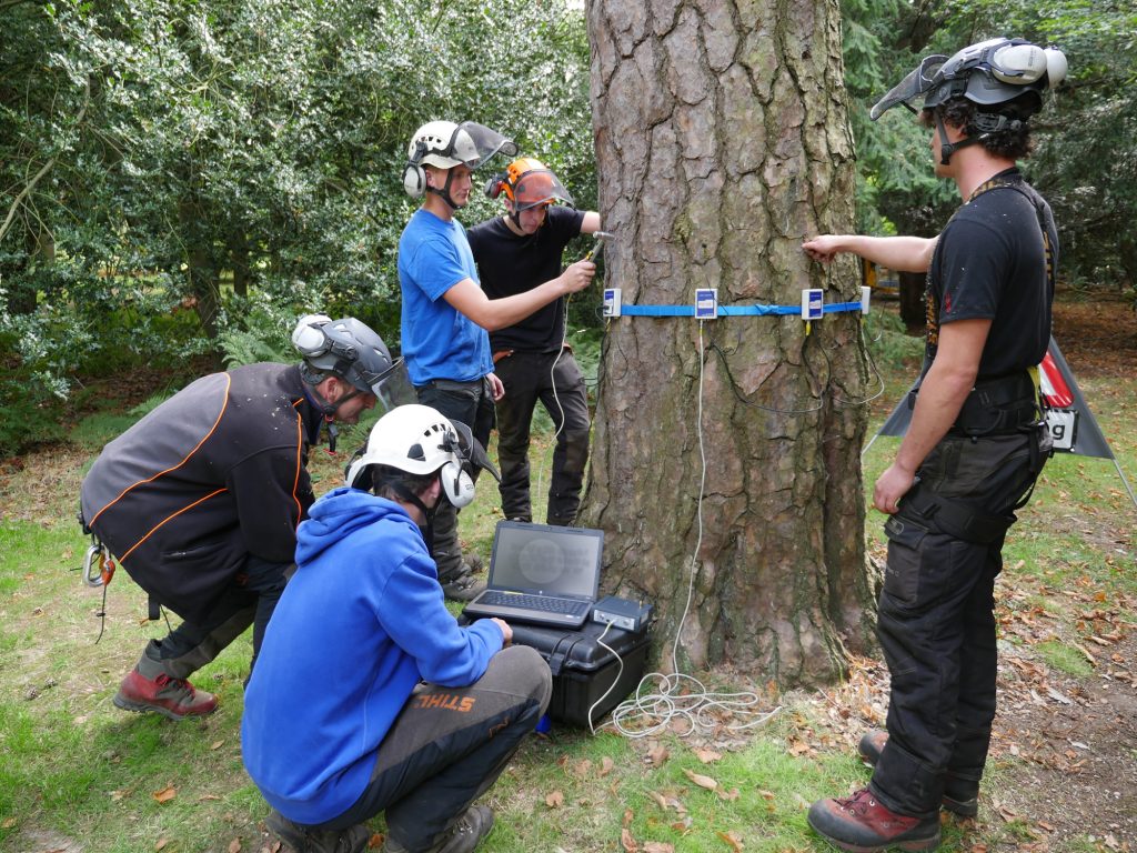 tree arborists examining a tree
