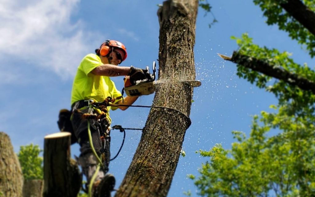 a tree arborist cutting down a tree with a chainsaw