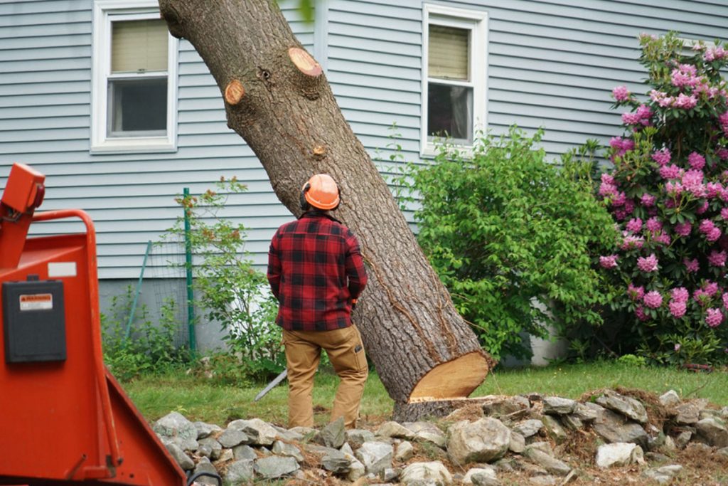 man removing a tree from a yard