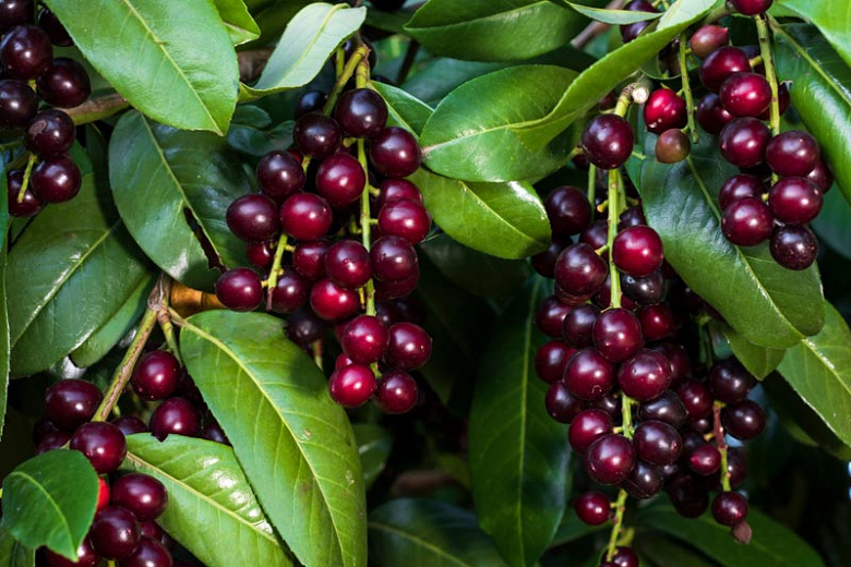 Cherry Laurel (Prunus laurocerasus)