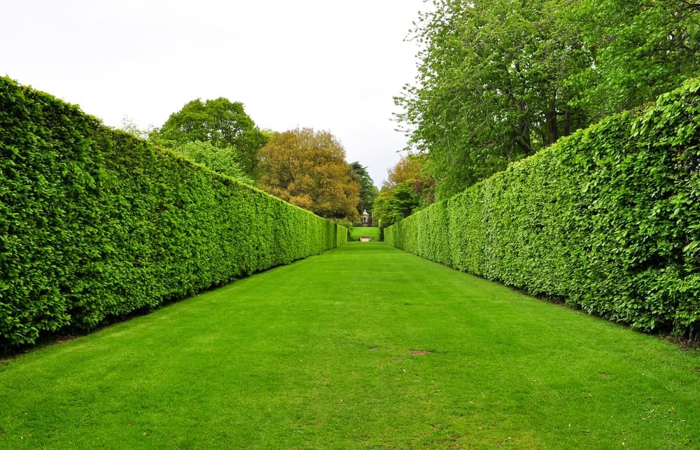 Hedges