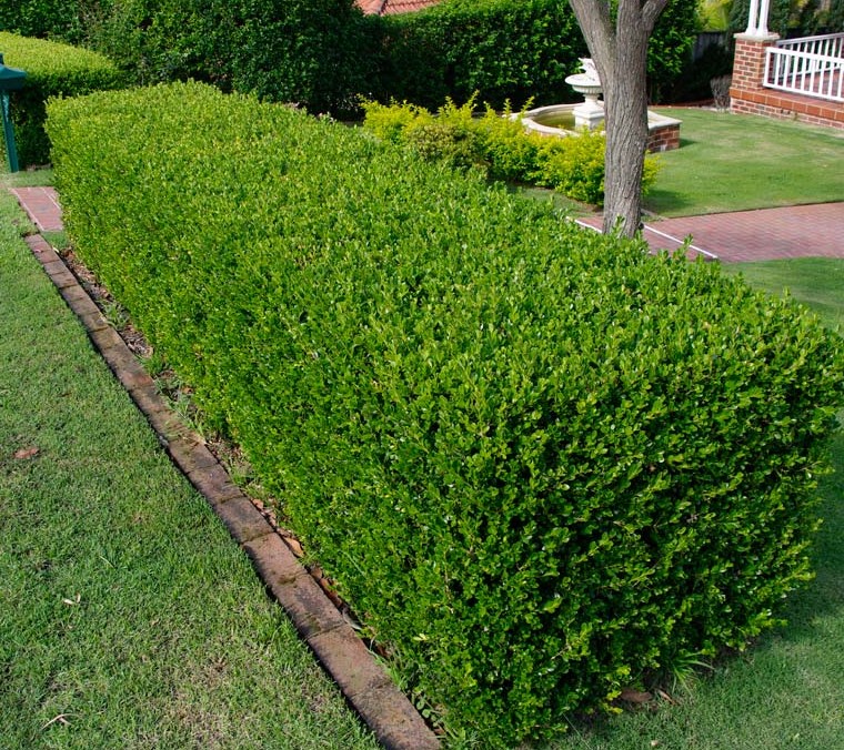 Hedges