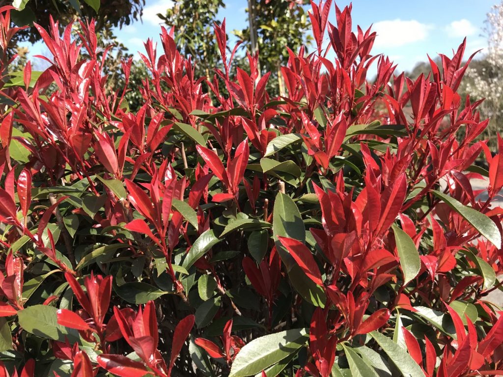 Photinia (Photinia robusta)