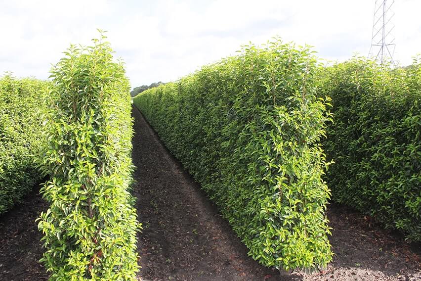 Portugese Laurel (Portugese laurel)