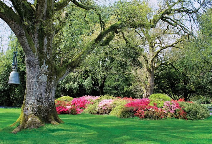 tree in a garden