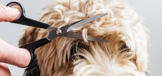 dog essentials for grooming