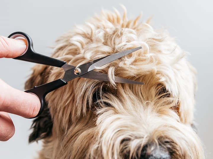 Essential Pet Grooming Supplies Every Groomer Needs Available Online