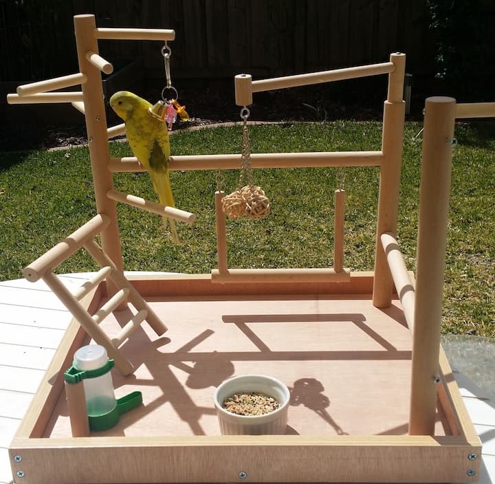 6 Ways to Keep Your Bird Pet Happy and Entertained Available Online