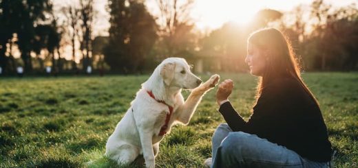 7 Dog Training Tips for Beginners