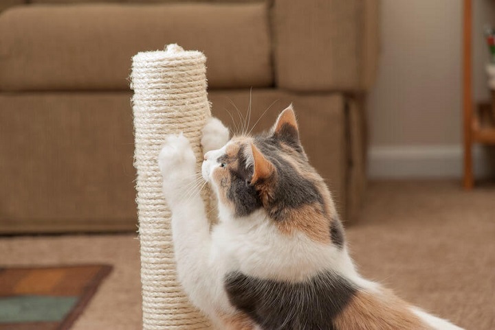 cat playing with a scratching pole from cat shop