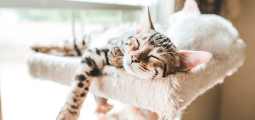 cat sleeping on the cat tree