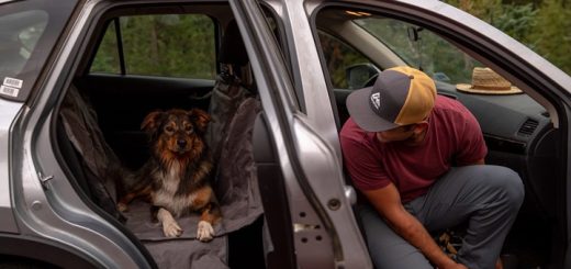 Car Travel Essentials for a Dog-Friendly Road Trip