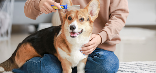 a person brushing the head of a dog