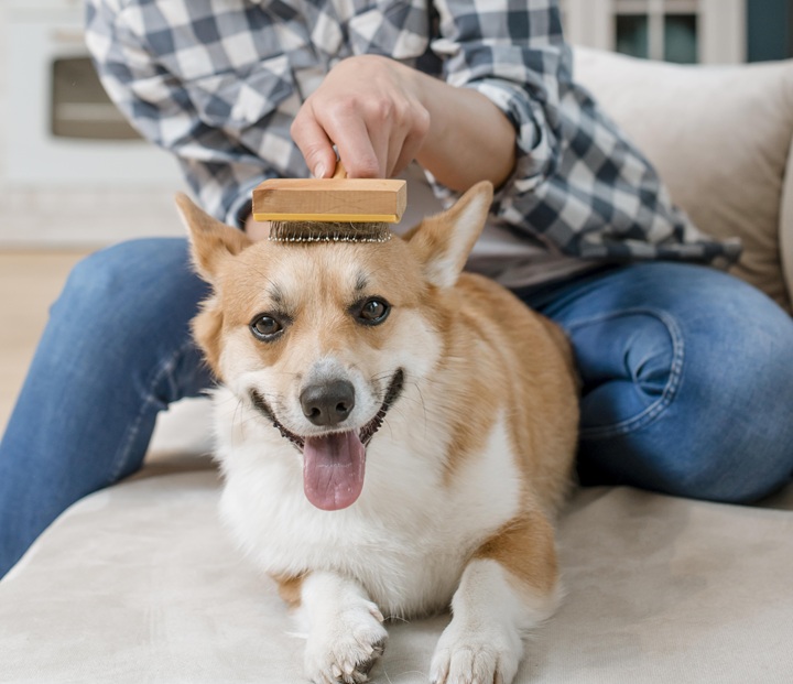 a person using a pet grooming brush on a dog