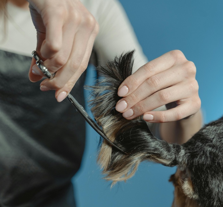 trimming a dogs tail