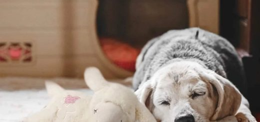 Sleepy dog