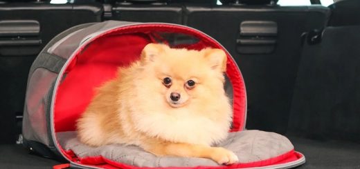 KONG Pet Carrier & Travel Mat