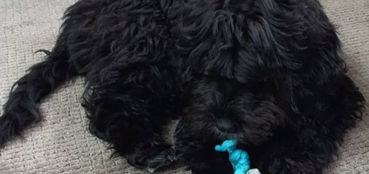 Sweater Rope Ring Dog Toy – All For Paws